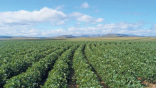Co-op's overarching aim is 100% physically certified soy across its supply chain by 2025